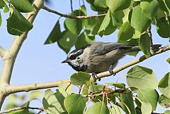 Mountain Chickadee